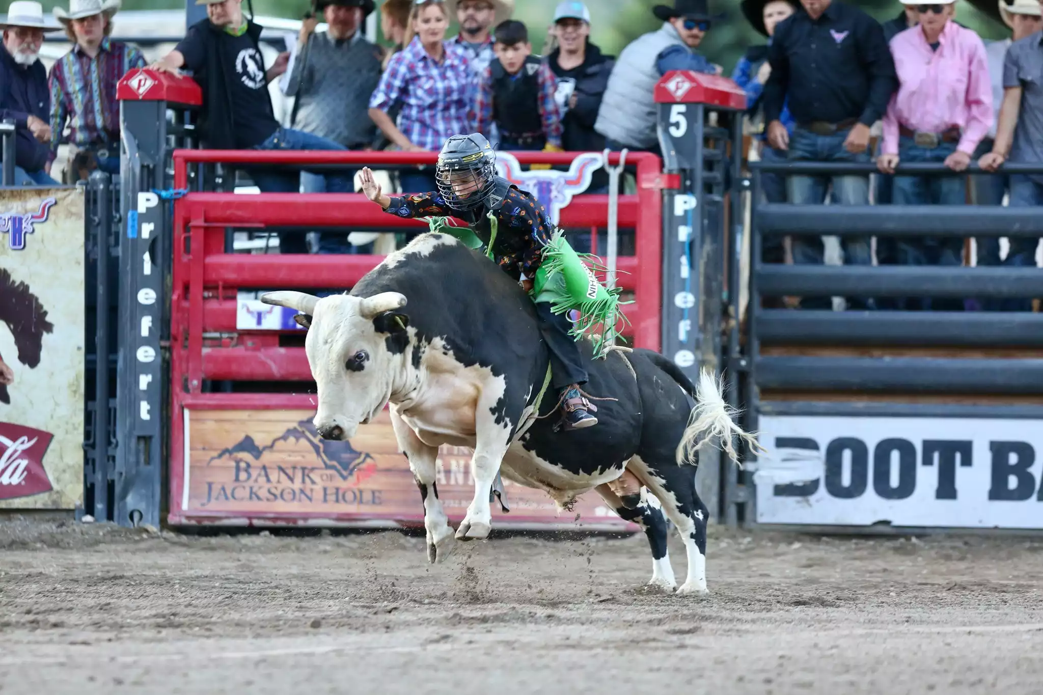 Jackson Hole Rodeo performing live